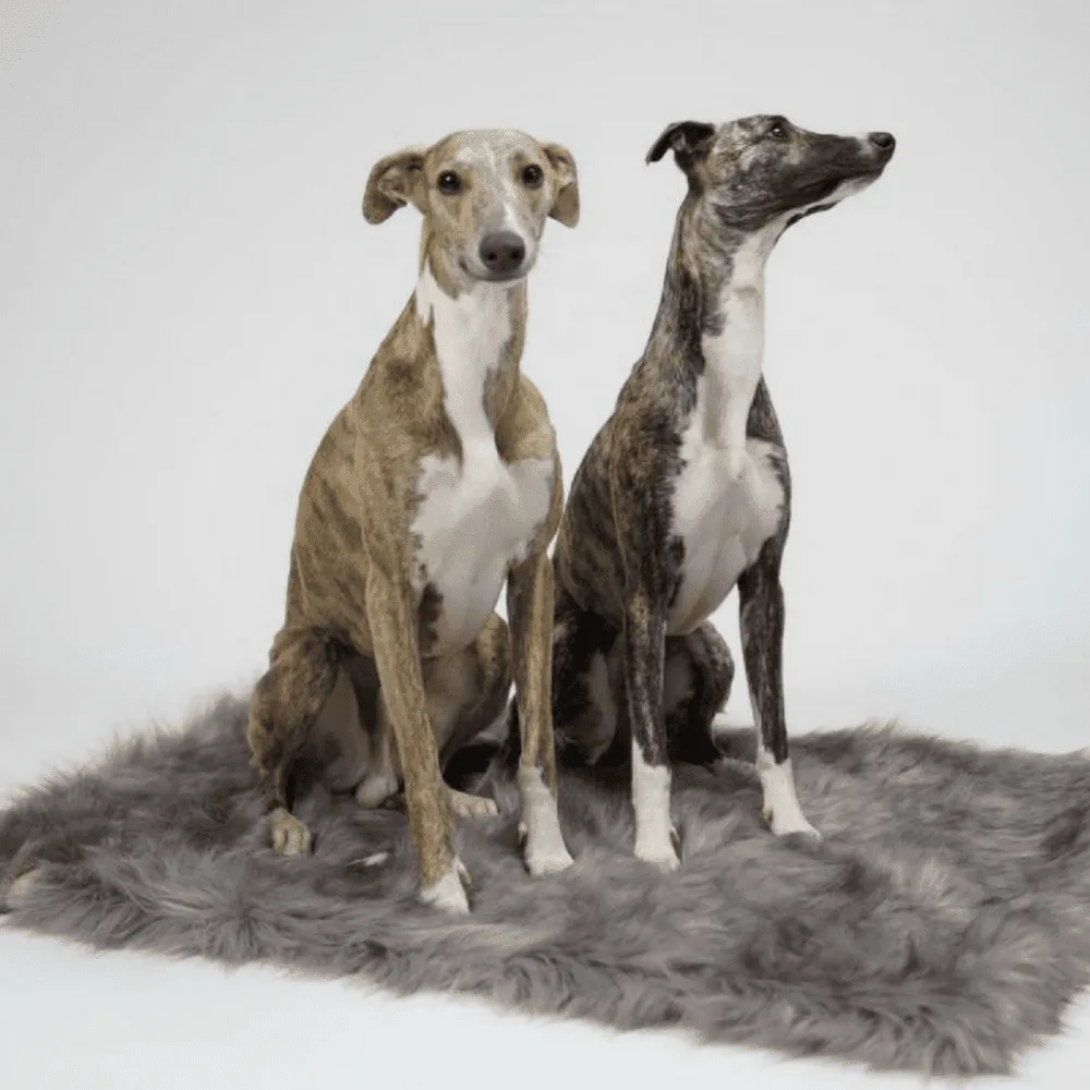 FÖRA Luxury Dog Blanket by Labbvenn - Silver