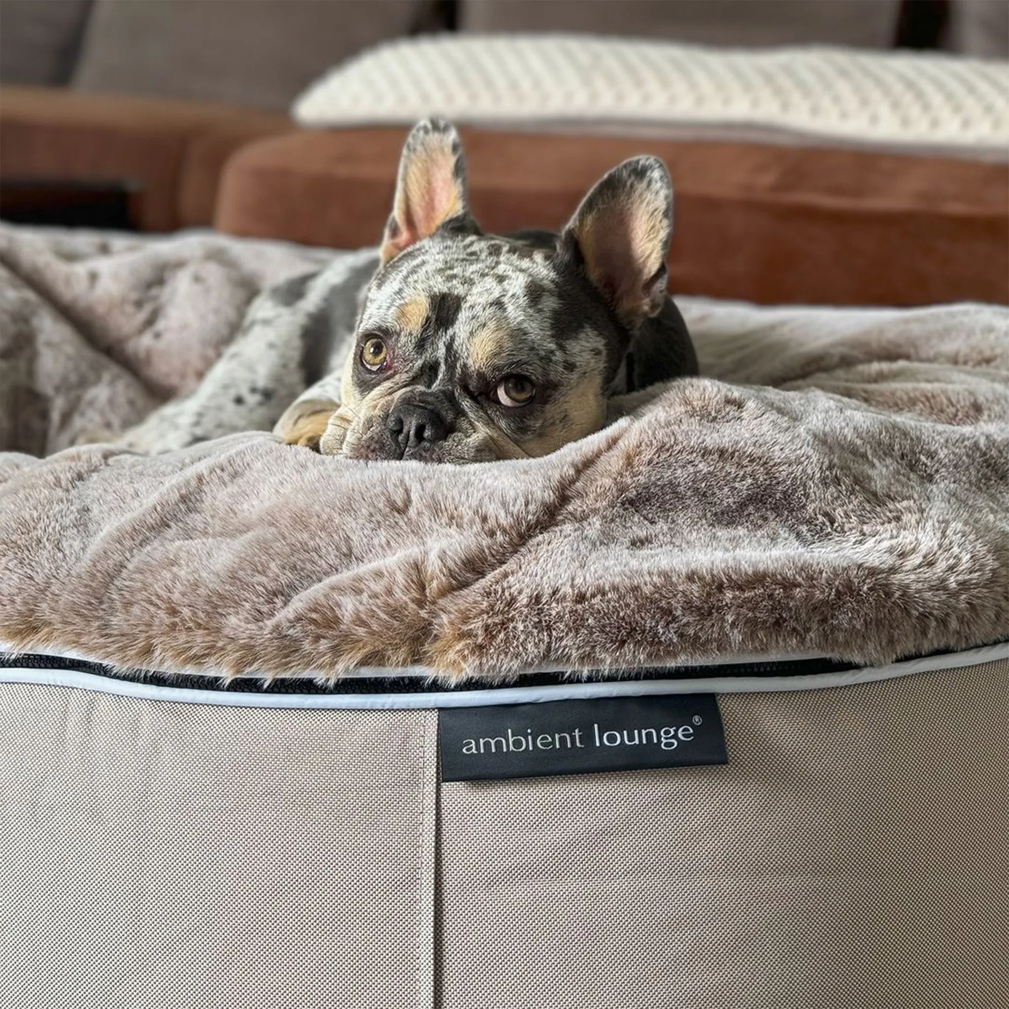 Medium Luxury Dog Bed - Interior/Outdoor